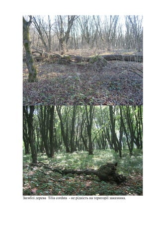 Загиблі дерева Tilia cordata - не рідкість на території заказника.
 