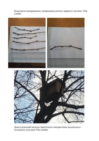 Біометричні вимірювання ( вимірювання річного приросту пагонів) Tilia
cordata
Доволі рідкісний випадок практичного використання медоносного
потенціалу популяції Tilia cordata
 