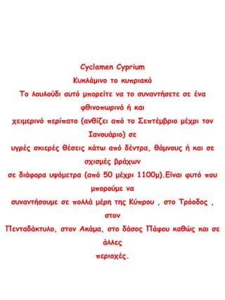 Cyclamen Cyprium
Κυκλάμινο το κυπριακό
Το λουλούδι αυτό μπορείτε να το συναντήσετε σε ένα
φθινοπωρινό ή και
χειμερινό περίπατο (ανθίζει από το Σεπτέμβριο μέχρι τον
Ιανουάριο) σε
υγρές σκιερές θέσεις κάτω από δέντρα, θάμνους ή και σε
σχισμές βράχων
σε διάφορα υψόμετρα (από 50 μέχρι 1100μ).Είναι φυτό που
μπορούμε να
συναντήσουμε σε πολλά μέρη της Κύπρου , στο Τρόοδος ,
στον
Πενταδάκτυλο, στον Ακάμα, στο δάσος Πάφου καθώς και σε
άλλες
περιοχές.
 