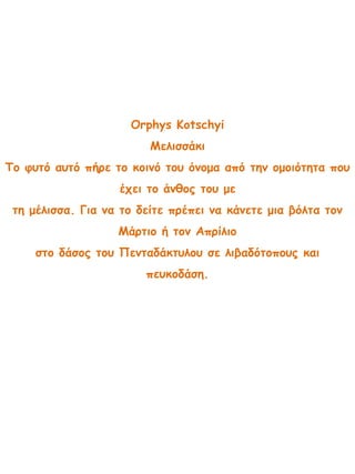 Orphys Kotschyi
Μελισσάκι
Το φυτό αυτό πήρε το κοινό του όνομα από την ομοιότητα που
έχει το άνθος του με
τη μέλισσα. Για να το δείτε πρέπει να κάνετε μια βόλτα τον
Μάρτιο ή τον Απρίλιο
στο δάσος του Πενταδάκτυλου σε λιβαδότοπους και
πευκοδάση.
 