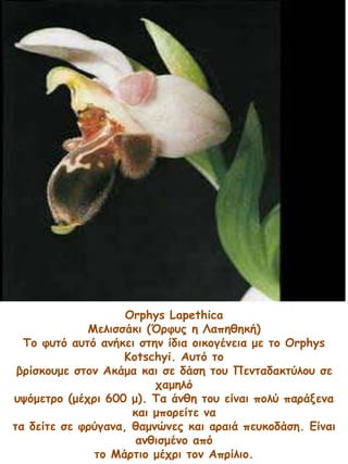 Orphys Lapethica
Μελισσάκι (Όρφυς η Λαπηθηκή)
Το φυτό αυτό ανήκει στην ίδια οικογένεια με το Orphys
Kotschyi. Αυτό το
βρίσκουμε στον Ακάμα και σε δάση του Πενταδακτύλου σε
χαμηλό
υψόμετρο (μέχρι 600 μ). Τα άνθη του είναι πολύ παράξενα
και μπορείτε να
τα δείτε σε φρύγανα, θαμνώνες και αραιά πευκοδάση. Είναι
ανθισμένο από
το Μάρτιο μέχρι τον Απρίλιο.
 