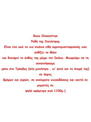 Rosa Chionistrae
Ροδή της Χιονίστρας
Είναι ένα από τα πιο σπάνια είδη αγριοτριανταφυλλιάς που
ανθίζει το Μάιο
και διατηρεί το άνθος της μέχρι τον Ιούλιο. Μπορούμε να τη
συναντήσουμε
μόνο στο Τρόοδος (στη χιονίστρα , γι’ αυτό και το όνομά της)
σε άκρες
δρόμων και αγρών, σε ανοίγματα πευκοδάσους και κοντά σε
ρεματιές σε
ψηλά υψόμετρα από 1100μ.)
 