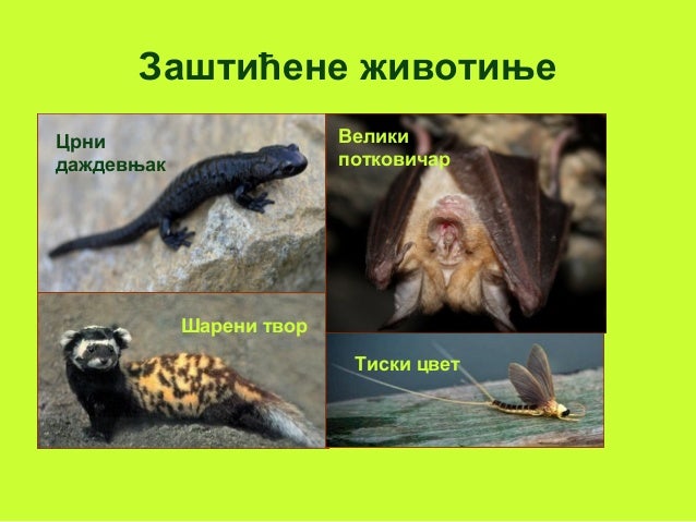 биодиверзитет и заштита биодиверзитета