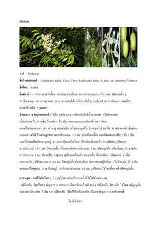 ต้นสะเดา
วงศ์ : Meliaceae
ชื่อวิทยาศาสตร์ : Azadirachta indica A.Juss. (Syn. Azadirachta indica A. Juss. var. siamensis Valeton)
ชื่อไทย : สะเดา
ชื่อท้องถิ่น : - ผักสะเลม(ไทลื้อ), สะเลียม(คนเมือง), ตะหม่าเหมาะ(กะเหรี่ยงแดง) ลาต๋าว(ลั้วะ),
สะเรียม(ขมุ) - สะเดา (ภาคกลาง) กะเดา(ภาคใต้) ควินิน (ทั่วไป) จะตัง (ส่วย) สะเลียม (ภาคเหนือ)
สะเดาอินเเดีย (กรุงเทพฯ)
ลักษณะทาง พฤกษศาสตร์ :ไม้ต้น สูงถึง 16ม. เปลือกลาต้นสีน้าตาลแดง หรือสีออกเทา
เมื่อแก่แตกเป็นร่องหรือเป็นแผ่นๆ ใบ ประกอบแบบขนนกปลายคี่ ดอก สีขาว
ออกเป็นช่อแยกแขนงขนาดใหญ่ ตามง่ามใบ หรือตามมุมที่ใบร่วงหลุดไป ยาวถึง 30 ซม. ดอกมีกลิ่นหอม
แกนกลางช่อมีเส้นผ่านศูนย์กลางยาวประมาณ 1.5 มม. ค่อนข้างเกลี้ยง แตกกิ่งกางออกเป็น 2 ถึง 3 ชั้น
และที่ปลายเป็นช่อกระจุกอยู่ 1-3ดอก มีขนคล้ายไหม มีใบประดับและใบประดับย่อยรูปใบหอก
ยาวประมาณ 0.5-1 มม. มีขนนุ่มสั้น ก้านดอกย่อยยาวประมาณ 2 มม. มีขนนุ่มสั้น กลีบเลี้ยงรูปทรงแจกัน
ยาวประมาณ 1 มม. ปลายเป็น 5 พูกลม พูซ้อนเหลื่อมกัน ขนนุ่มสั้น ที่ขอบมีขน กลีบดอกมี 5กลีบ
แยกจากกัน รูปช้อนแคบยาว 4-6มม. มีขนนุ่มสั้นทั้งสองด้าน ท่อเกสรเพศผู้เกลี้ยง หรือมีขนนุ่ม มี 10 สัน
ขอบบนเป็นพูกลม 10 พูอับเรณูมี 10 อัน ยาวประมาณ 0.8 มม. รูปรีแคบ รังไข่เกลี้ยง หรือมีขนนุ่มสั้น
สรรพคุณ / การใช้ประโยช :- ใบ แช่น้าจนเน่าแล้วกรองน้าที่ได้ไปพ่นฆ่าแมลง
- เปลือกต้น ใบเป็นยาเจริญอาหาร ยาสมาน เป็นยารักษาโรคผิวหนัง เปลือกต้น ใบ เมล็ด ใช้ในรายที่ถูกงูกัด
และแมลงป่องต่อย ลาต้น ราก เปลือกต้น ใช้แก้ไข้แก้มาลาเรีย เป็นยาเจริญอาหาร ยาขับพยาธิ์
วิชาชีววิทยา
 