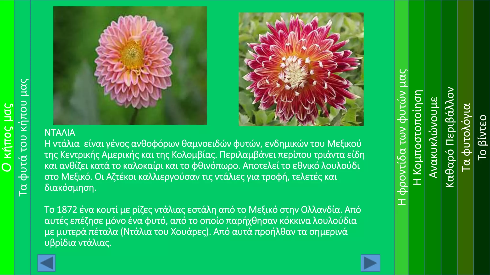 Ηφροντίδατωνφυτώνμας
Οκήποςμας
ΗΚομποστοποίηση
Ανακυκλώνουμε
ΚαθαρόΠεριβάλλον
Ταφυτολόγια
Τοβίντεο
ΝΤΑΛΙΑ
Η ντάλια είναι γένος ανθοφόρων θαμνοειδών φυτών, ενδημικών του Μεξικού
της Κεντρικής Αμερικής και της Κολομβίας. Περιλαμβάνει περίπου τριάντα είδη
και ανθίζει κατά το καλοκαίρι και το φθινόπωρο. Αποτελεί το εθνικό λουλούδι
στο Μεξικό. Οι Αζτέκοι καλλιεργούσαν τις ντάλιες για τροφή, τελετές και
διακόσμηση.
Το 1872 ένα κουτί με ρίζες ντάλιας εστάλη από το Μεξικό στην Ολλανδία. Από
αυτές επέζησε μόνο ένα φυτό, από το οποίο παρήχθησαν κόκκινα λουλούδια
με μυτερά πέταλα (Ντάλια του Χουάρες). Από αυτά προήλθαν τα σημερινά
υβρίδια ντάλιας.
Ταφυτάτουκήπουμας
 