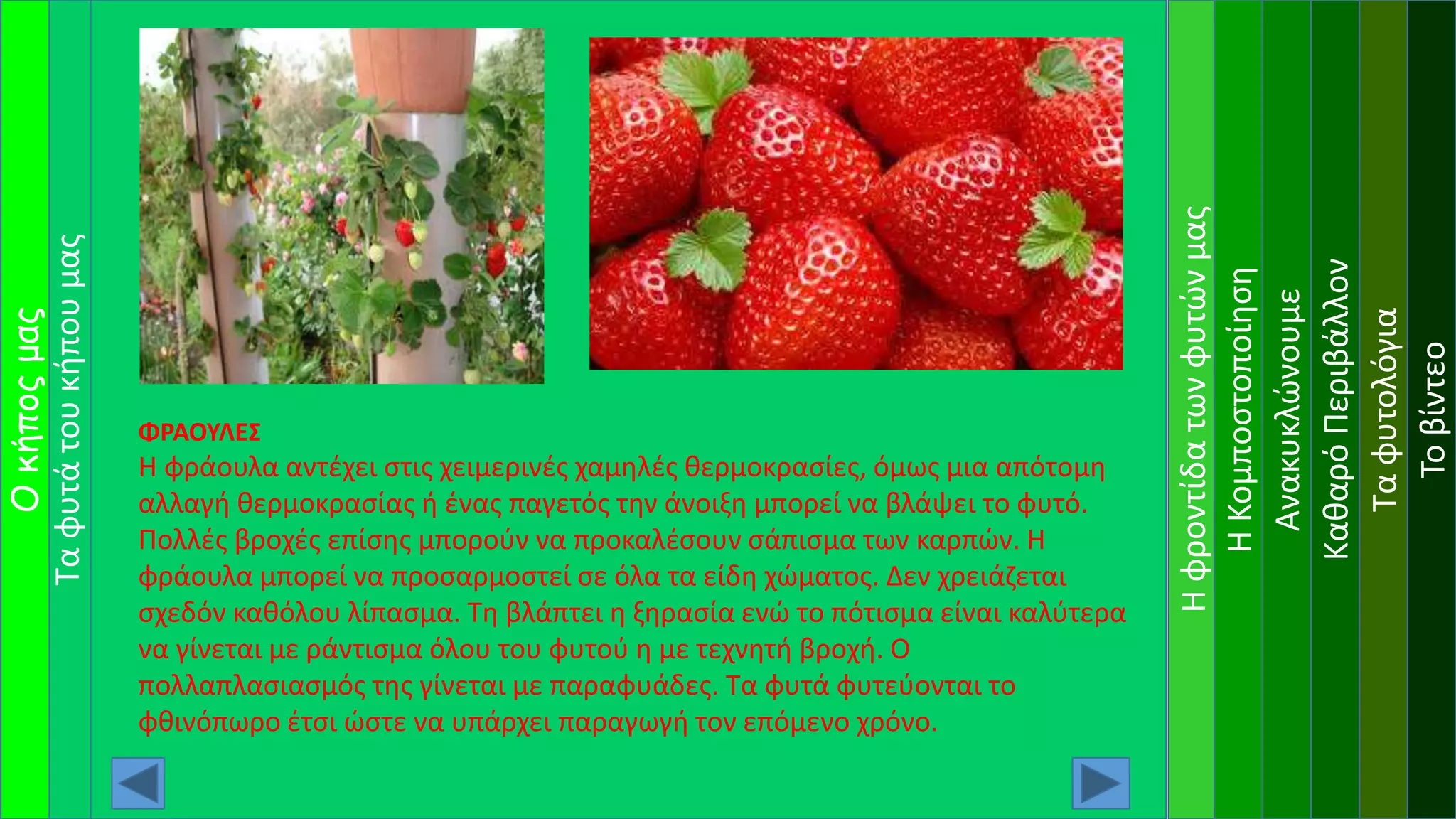 Ηφροντίδατωνφυτώνμας
ΗΚομποστοποίηση
Ανακυκλώνουμε
ΚαθαρόΠεριβάλλον
Ταφυτολόγια
Τοβίντεο
ΦΡΑΟΥΛΕΣ
Η φράουλα αντέχει στις χειμερινές χαμηλές θερμοκρασίες, όμως μια απότομη
αλλαγή θερμοκρασίας ή ένας παγετός την άνοιξη μπορεί να βλάψει το φυτό.
Πολλές βροχές επίσης μπορούν να προκαλέσουν σάπισμα των καρπών. Η
φράουλα μπορεί να προσαρμοστεί σε όλα τα είδη χώματος. Δεν χρειάζεται
σχεδόν καθόλου λίπασμα. Τη βλάπτει η ξηρασία ενώ το πότισμα είναι καλύτερα
να γίνεται με ράντισμα όλου του φυτού η με τεχνητή βροχή. Ο
πολλαπλασιασμός της γίνεται με παραφυάδες. Τα φυτά φυτεύονται το
φθινόπωρο έτσι ώστε να υπάρχει παραγωγή τον επόμενο χρόνο.
Ταφυτάτουκήπουμας
Οκήποςμας
 