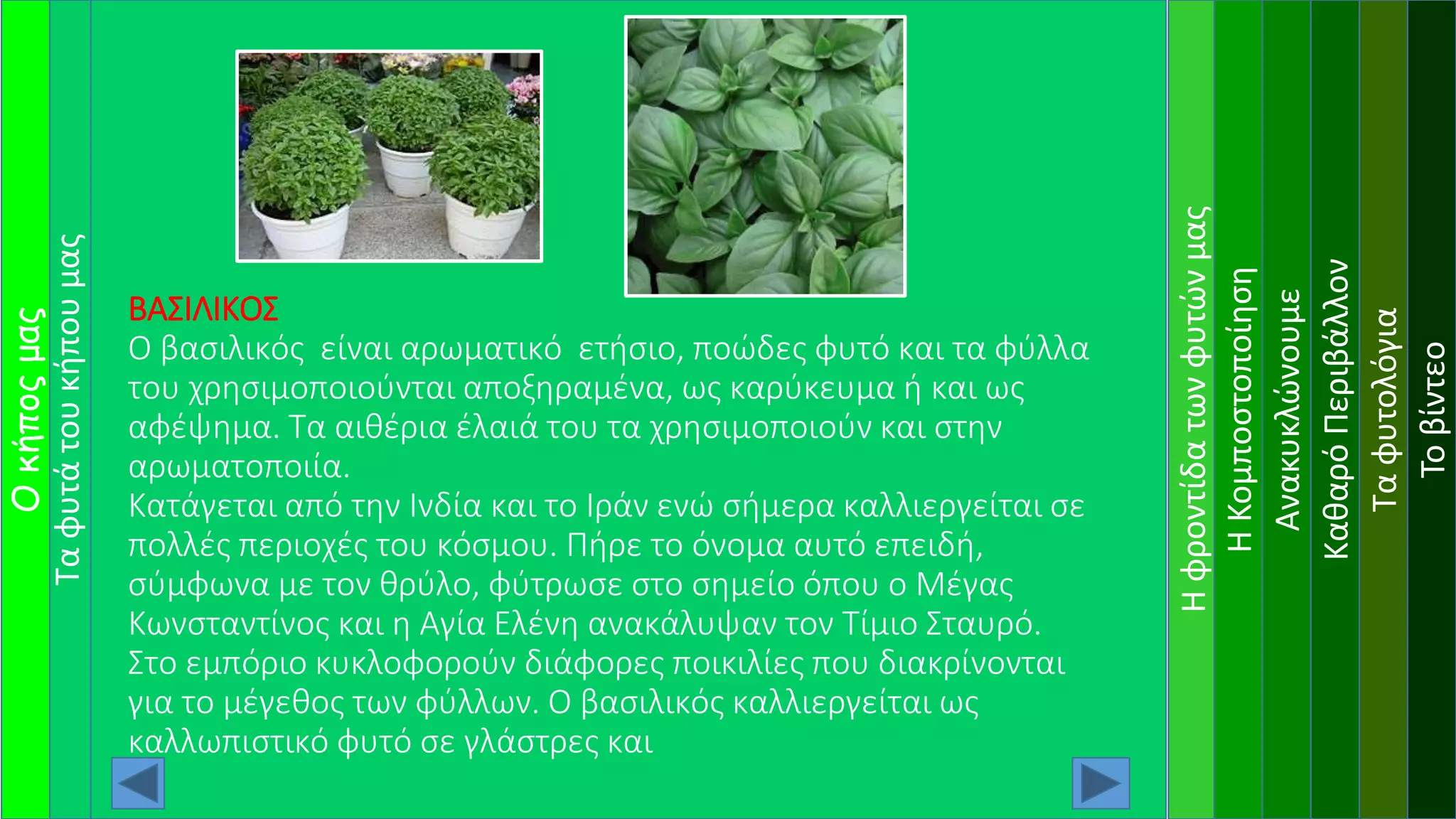 Ηφροντίδατωνφυτώνμας
ΗΚομποστοποίηση
Ανακυκλώνουμε
ΚαθαρόΠεριβάλλον
Ταφυτολόγια
Τοβίντεο
ΒΑΣΙΛΙΚΟΣ
Ο βασιλικός είναι αρωματικό ετήσιο, ποώδες φυτό και τα φύλλα
του χρησιμοποιούνται αποξηραμένα, ως καρύκευμα ή και ως
αφέψημα. Τα αιθέρια έλαιά του τα χρησιμοποιούν και στην
αρωματοποιία.
Κατάγεται από την Ινδία και το Ιράν ενώ σήμερα καλλιεργείται σε
πολλές περιοχές του κόσμου. Πήρε το όνομα αυτό επειδή,
σύμφωνα με τον θρύλο, φύτρωσε στο σημείο όπου ο Μέγας
Κωνσταντίνος και η Αγία Ελένη ανακάλυψαν τον Τίμιο Σταυρό.
Στο εμπόριο κυκλοφορούν διάφορες ποικιλίες που διακρίνονται
για το μέγεθος των φύλλων. Ο βασιλικός καλλιεργείται ως
καλλωπιστικό φυτό σε γλάστρες και
Ταφυτάτουκήπουμας
Οκήποςμας
 