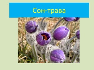 Сон-трава
 