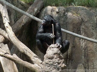 "BonoboFishing04". Licensed under CC BY-SA 3.0 via Wikimedia Commons -
http://commons.wikimedia.org/wiki/File:BonoboFishin...