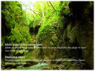 Δάση ψυχρόβιων κωνοφόρων
Δάση με έλατα και ρόμπολα πάνω από τη ζώνη της οξιάς και μέχρι το όριο
των αλπικών λιβαδιών.
 
Παρόχθια Δάση
Παραποτάμια φυλλοβόλα δάση με μεγάλες εκτάσεις στο παρελθόν, έχουν
απομείνει ελάχιστα.
 