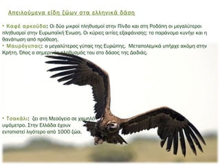  
Απειλούμενα είδη ζώων στα ελληνικά δάση
• Καφέ αρκούδα: Οι δύο μικροί πληθυσμοί στην Πίνδο και στη Ροδόπη οι μεγαλύτεροι
πληθυσμοί στην Ευρωπαϊκή Ένωση. Οι κύριες αιτίες εξαφάνισης: το παράνομο κυνήγι και η
θανάτωση από πρόθεση.
• Μαυρόγυπας: ο μεγαλύτερος γύπας της Ευρώπης. Μεταπολεμικά υπήρχε ακόμη στην
Κρήτη. Όλος ο σημερινός πληθυσμός του στο δάσος της Δαδιάς.
• Τσακάλι:  ζει στη Μεσόγειο σε χαμηλό
υψόμετρο. Στην Ελλάδα έχουν
εντοπιστεί λιγότερο από 1000 ζώα.
 