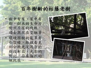 百年樹齡的枯藤老樹
• 樹中有屋、屋中有
樹，樹木的生命力
對照房屋的殘敗，
過去與現在交融著。
• 環境因樹的籠罩有
些陰暗，抬頭看見
部分微光從茂密的
樹投射出，光影的
對比，存有強烈的
襯托感。
 