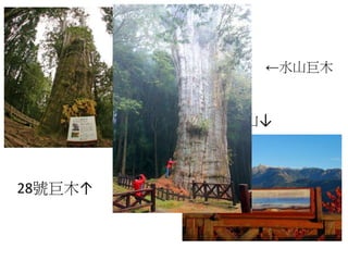 28號巨木↑
小笠原山↓
←水山巨木
 