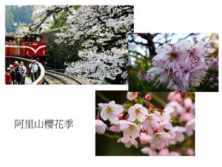 阿里山櫻花季
 