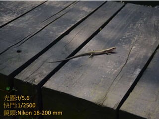 光圈:f/5.6
快門:1/2500
鏡頭:Nikon 18-200 mm
 