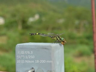 光圈:f/6.3
快門:1/250
鏡頭:Nikon 18-200 mm
 