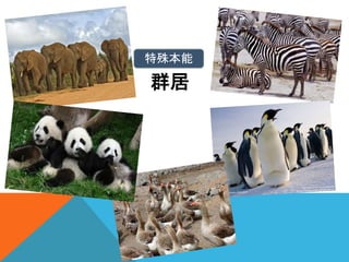 群居
特殊本能
 