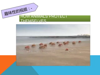 HOW ANIMALS PROTECT
THEMSELVES
 