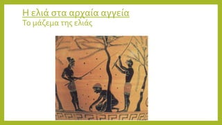 Η ελιά στα αρχαία αγγεία
Το μάζεμα της ελιάς
 