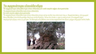 Το αρχαιότερο ελαιόδενδρο
Το αρχαιότερο ελαιόδεντρο στον πλανήτη En eski zeytin ağacı dunyamızda
Το αρχαιότερο ελαιόδεντρο στον πλανήτη
En eski zeytin ağacı dunyamızda
Το αρχαιότερο ελαιόδεντρο στον πλανήτη είναι στην αυλή του σπιτιού της κ. Καραπατάκη, στο χωριό
Άνω Βούβες στο Κολυμπάρι Χανίων στην Κρήτη.Λένε ότι είναι 2.500-5.000 ετών. Ο κορμός έχει
περίμετρο γύρω στα 12 μέτρα.Το δέντρο στη βάση του είναι αγριελιά και δίνει μέχρι σήμερα πολύ λάδι.
 