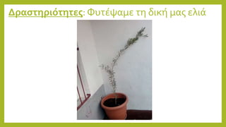 Δραστηριότητες: Φυτέψαμε τη δική μας ελιά
 