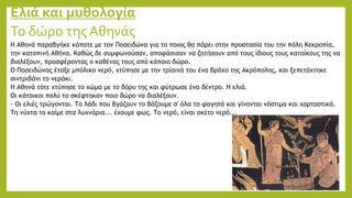 Ελιά και μυθολογία
Το δώρο της Αθηνάς
Η Αθηνά παραβγήκε κάποτε με τον Ποσειδώνα για το ποιος θα πάρει στην προστασία του την πόλη Κεκροπία,
την κατοπινή Αθήνα. Καθώς δε συμφωνούσαν, αποφάσισαν να ζητήσουν από τους ίδιους τους κατοίκους της να
διαλέξουν, προσφέροντας ο καθένας τους από κάποιο δώρο.
Ο Ποσειδώνας έταξε μπόλικο νερό, χτύπησε με την τρίαινά του ένα βράχο της Ακρόπολης, και ξεπετάχτηκε
σιντριβάνι το νεράκι.
Η Αθηνά τότε χτύπησε το χώμα με το δόρυ της και φύτρωσε ένα δέντρο. Η ελιά.
Οι κάτοικοι πολύ το σκέφτηκαν ποιο δώρο να διαλέξουν.
- Οι ελιές τρώγονται. Το λάδι που βγάζουν το βάζουμε σ' όλα τα φαγητά και γίνονται νόστιμα και χορταστικά.
Τη νύχτα το καίμε στα λυχνάρια... έχουμε φως. Το νερό, είναι σκέτο νερό...
 