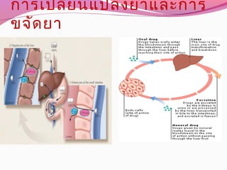 การเปลี่ยนแปลงยาและการ
ขจัดยา
 