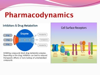 Pharmacodynamics
 