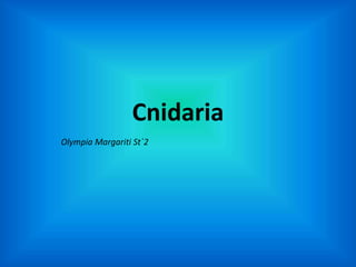 Cnidaria
Olympia Margariti St΄2
 