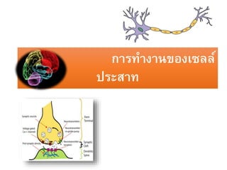 การทางานของเซลล์
ประสาท
 