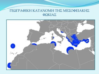 ΓΕΩΓΡΑΦΙΚΗ ΚΑΤΑΝΟΜΗ ΤΗΣ ΜΕΣΟΦΕΙΑΚΗΣ
ΦΩΚΙΑΣ
 