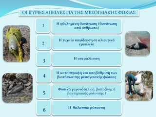ΟΙ ΚΎΡΙΕΣ ΑΠΕΙΛΈΣ ΓΙΑ ΤΗΣ ΜΕΣΟΓΕΙΑΚΉΣ ΦΏΚΙΑΣ
Η ηθελημένη θανάτωση (θανάτωση
από άνθρωπο)
Η τυχαία παγίδευση σε αλιευτικά
εργαλεία
Η υπεραλίευση
Η καταστροφή και υποβάθμιση των
βιοτόπων της μεσογειακής φώκιας
Φυσικά γεγονότα (ιού, βιοτοξίνης ή
βακτηριακής μόλυνσης )
Η θαλασσια ρύπανση
1
2
3
4
5
6
 