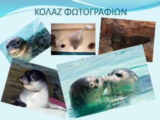 ΚΟΛΑΖ ΦΩΤΟΓΡΑΦΙΩΝ
 