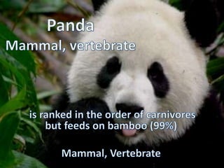 Panda Slideshow Panda | PPTX