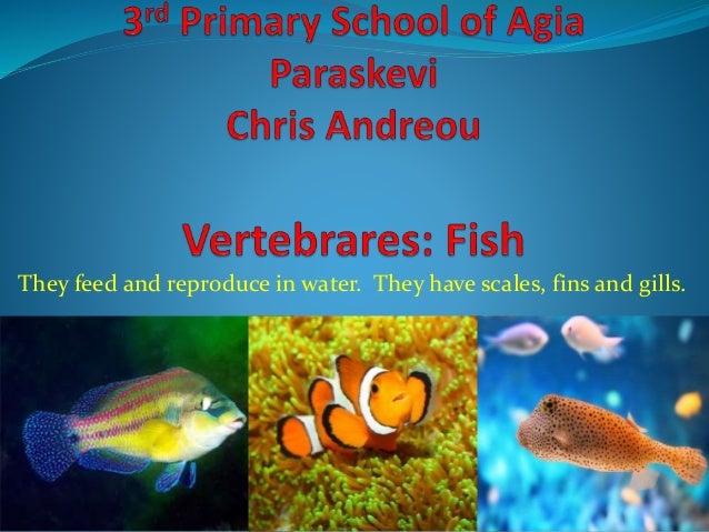 Compare human and fill structures by filling in the table below image