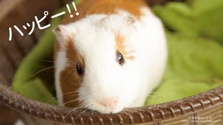 ϥåԩ`!!
дزĤѤ
https://www.pakutaso.com
 