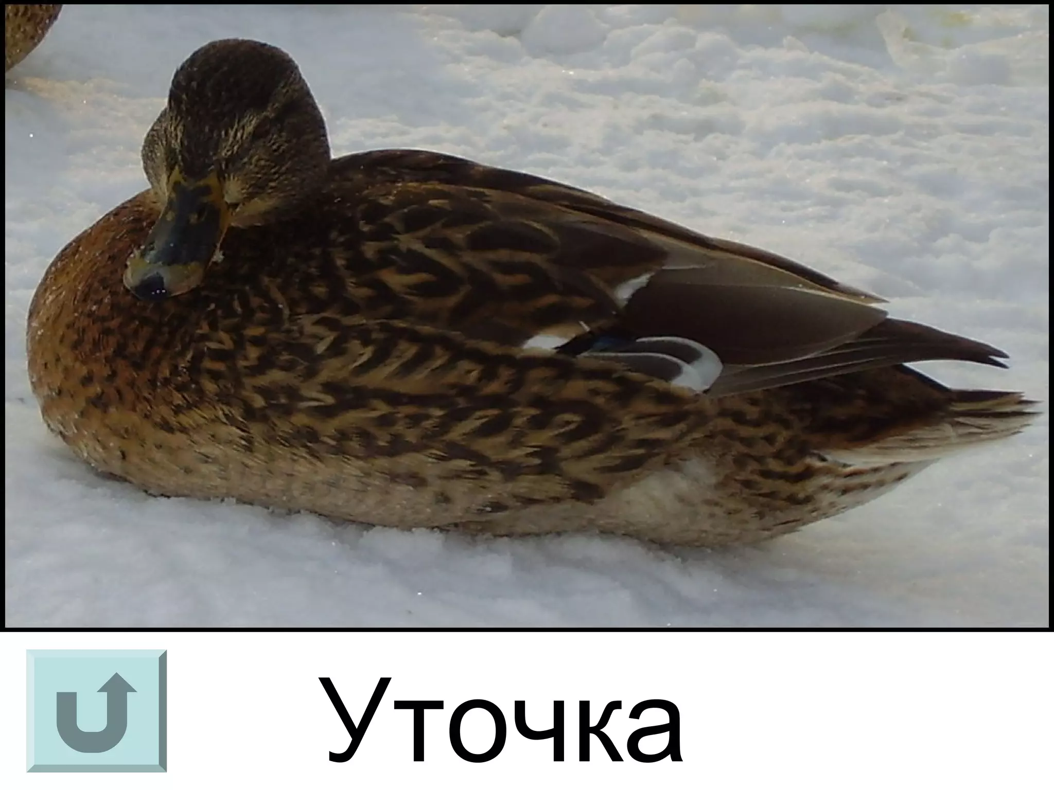 Уточка
 