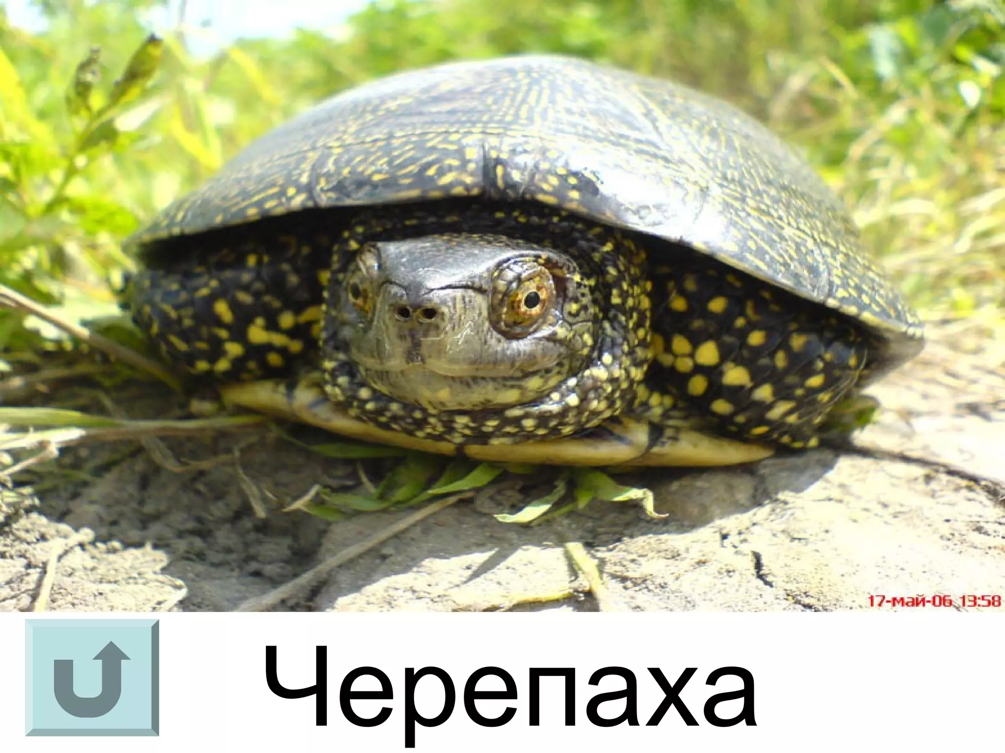 Черепаха
 