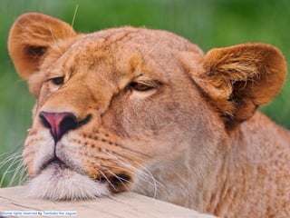 この資料はクリエイティブ・コモンズのCC_BYです。
（クレジットを入れれば無断でコピー、転載してもいいです。）
Some right reserved by Japan foundation Budapest.
率直な感想
Some rights reserved by Tambako the Jaguar
 