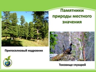 Токовище глухарей
Припоселковый кедровник
Памятники
природы местного
значения
 