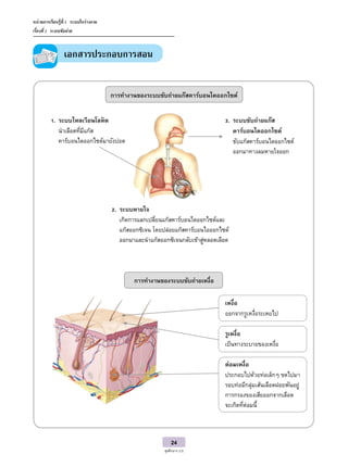 24
สุขศึกษาฯ ป.5
หน่วยการเรียนรู้ที่ 1 ระบบในร่างกาย
เรื่องที่ 2 ระบบขับถ่าย
เอกสารประกอบการสอน
การทางานของระบบขับถ่ายแก๊สคาร์บอนไดออกไซด์
การทางานของระบบขับถ่ายเหงื่อ
1. ระบบไหลเวียนโลหิต
นาเลือดที่มีแก๊ส
คาร์บอนไดออกไซด์มายังปอด
3. ระบบขับถ่ายแก๊ส
คาร์บอนไดออกไซด์
ขับแก๊สคาร์บอนไดออกไซด์
ออกมาทางลมหายใจออก
2. ระบบหายใจ
เกิดการแลกเปลี่ยนแก๊สคาร์บอนไดออกไซด์และ
แก๊สออกซิเจน โดยปล่อยแก๊สคาร์บอนไอออกไซด์
ออกมาและนาแก๊สออกซิเจนกลับเข้าสู่หลอดเลือด
เหงื่อ
ออกจากรูเหงื่อระเหยไป
รูเหงื่อ
เป็นทางระบายของเหงื่อ
ต่อมเหงื่อ
ประกอบไปด้วยท่อเล็กๆ ขดไปมา
รอบท่อมีกลุ่มเส้นเลือดฝอยพันอยู่
การกรองของเสียออกจากเลือด
จะเกิดที่ต่อมนี้
 