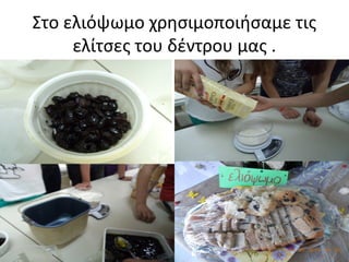 Στο ελιόψωμο χρησιμοποιήσαμε τις
ελίτσες του δέντρου μας .
 