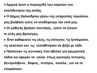 ♦ Αρχικά έγινε η συγκομιδή των καρπών του
ελαιόδεντρου της αυλής.
♦ Ο Δήμος Χαλανδρίου μέσω της υπηρεσίας πρασίνου
μας βοήθησε ώστε να κλαδέψουμε την ελιά μας.
♦ Οι μαθητές βρήκαν συνταγές , ώστε να γίνουν
οι ελιές μας βρώσιμες.
♦ Έτσι καθάρισαν τις ελιές, τις έπλυναν, τις ξεπίκρισαν,
τις αλάτισαν και τις τοποθέτησαν σε βάζα με λάδι.
♦ Πρότειναν τις συνταγές που ήθελαν για αρωματικά
λάδια και έφεραν τα υλικά, όπως καυτερές πιπεριές,
δεντρολίβανο , δάφνη , πιπέρια, κανέλα , για να τα
ετοιμάσουν.
 