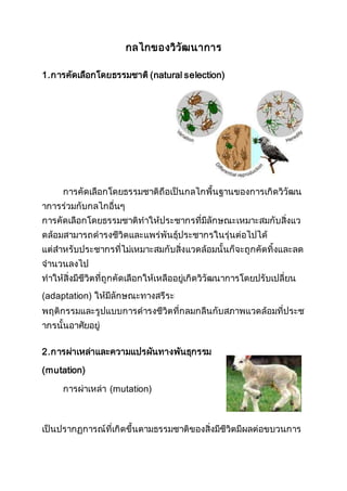 กลไกของวิวัฒนาการ
1.การคัดเลือกโดยธรรมชาติ (natural selection)
การคัดเลือกโดยธรรมชาติถือเป็นกลไกพื้นฐานของการเกิดวิวัฒน
าการร่วมกับกลไกอื่นๆ
การคัดเลือกโดยธรรมชาติทาให้ประชากรที่มีลักษณะเหมาะสมกับสิ่งแว
ดล้อมสามารถดารงชีวิตและแพร่พันธุ์ประชากรในรุ่นต่อไปได้
แต่สาหรับประชากรที่ไม่เหมาะสมกับสิ่งแวดล้อมนั้นก็จะถูกคัดทิ้งและลด
จานวนลงไป
ทาให้สิ่งมีชีวิตที่ถูกคัดเลือกให้เหลืออยู่เกิดวิวัฒนาการโดยปรับเปลี่ยน
(adaptation) ให้มีลักษณะทางสรีระ
พฤติกรรมและรูปแบบการดารงชีวิตที่กลมกลืนกับสภาพแวดล้อมที่ประช
ากรนั้นอาศัยอยู่
2.การผ่าเหล่าและความแปรผันทางพันธุกรรม
(mutation)
การผ่าเหล่า (mutation)
เป็นปรากฏการณ์ที่เกิดขึ้นตามธรรมชาติของสิ่งมีชีวิตมีผลต่อขบวนการ
 