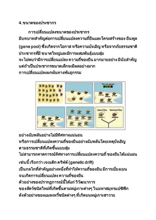 4.ขนาดของประชากร
การเปลี่ยนแปลงขนาดของประชากร
มีบทบาทสาคัญต่อการเปลี่ยนแปลงความถี่ยีนและโครงสร้างของ ยีนพูล
(gene pool) ซึ่งเกิดจากโอกาส หรือความบังเอิญ หรือจากภัยธรรมชาติ
ประชากรที่มี ขนาดใหญ่และมีการผสมพันธุ์แบบสุ่ม
จะไม่พบว่ามีการเปลี่ยนแปลง ความถี่ของยีน มากมายอย่าง มีนัยสาคัญ
แต่ถ้าเป็นประชากรขนาดเล็กจะมีผลอย่างมาก
การเปลี่ยนแปลงผกผันทางพันธุกรรม
อย่างฉับพลันอย่างไม่มีทิศทางแน่นอน
หรือการเปลี่ยนแปลงความถี่ของยีนอย่างฉับพลันโดยเหตุบังเอิญ
ตามธรรมชาติที่เกิดขึ้นแบบสุ่ม
ไม่สามารถคาดการณ์ทิศทางการเปลี่ยนแปลงความถี่ของยีนได้แน่นอน
เช่นนี้เรียกว่า เจเนติก ดริฟต์(genetic drift)
เป็นกลไกที่สาคัญอย่างหนึ่งที่ทาให้ความถี่ของยีน มีการเบี่ยงเบน
จนเกิดการเปลี่ยนแปลง ความถี่ของยีน
ตัวอย่างของปรากฏการณ์นี้ได้แก่วิวัฒนาการ
ของสัตว์ชนิดใหม่ที่เกิดขึ้นตามหมู่เกาะต่างๆ ในมหาสมุทรแปซิฟิก
ดังตัวอย่างของแมลงหวี่ชนิดต่างๆ ที่เกิดบนหมู่เกาะฮาวาย
 