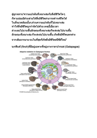 สู่ลูกหลาน“ความแปรผันที่เหมาะสมกับสิ่งมีชีวิตใด ๆ
ก็ตามย่อมมีส่วนช่วยให้สิ่งมีชีวิตสามารถดารงชีวิตได้
ในสิ่งแวดล้อมนั้นๆ ส่วนความแปรผันที่ไม่เหมาะสม
ทาให้สิ่งมีชีวิตถูกกาจัดไปด้วย เหตุนี้เมื่อเวลา
ล่วงเลยไปนานขึ้นลักษณะที่เหมาะสมก็จะสะสมไปนานขึ้น
ลักษณะที่เหมาะสม ก็จะสะสมไปนานขึ้น เกิดสิ่งมีชีวิตแตกต่าง
จากเดิมมากมาย จนในที่สุดก็เกิดสิ่งมีชีวิตสปีชีส์ใหม่”
นกฟินช์ (finch)ที่มีอยู่เฉพาะที่หมู่เกาะกาลาปากอส (Galapagos)
 
