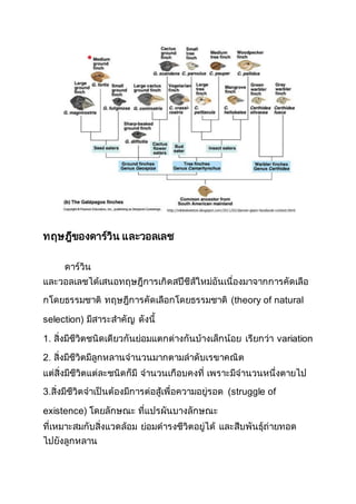 ทฤษฎีของดาร์วิน และวอลเลช
ดาร์วิน
และวอลเลชได้เสนอทฤษฎีการเกิดสปีชีส์ใหม่อันเนื่องมาจากการคัดเลือ
กโดยธรรมชาติ ทฤษฎีการคัดเลือกโดยธรรมชาติ (theory of natural
selection) มีสาระสาคัญ ดังนี้
1. สิ่งมีชีวิตชนิดเดียวกันย่อมแตกต่างกันบ้างเล็กน้อย เรียกว่า variation
2. สิ่งมีชีวิตมีลูกหลานจานวนมากตามลาดับเรขาคณิต
แต่สิ่งมีชีวิตแต่ละชนิดก็มี จานวนเกือบคงที่ เพราะมีจานวนหนึ่งตายไป
3.สิ่งมีชีวิตจาเป็นต้องมีการต่อสู้เพื่อความอยู่รอด (struggle of
existence) โดยลักษณะ ที่แปรผันบางลักษณะ
ที่เหมาะสมกับสิ่งแวดล้อม ย่อมดารงชีวิตอยู่ได้ และสืบพันธุ์ถ่ายทอด
ไปยังลูกหลาน
 