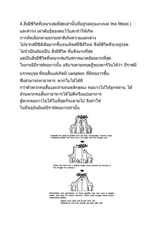 4.สิ่งมีชีวิตที่เหมาะสมที่สุดเท่านั้นที่อยู่รอด(survival the fittest )
และดารง เผ่าพันธุ์ของตนไว้และทาให้เกิด
การคัดเลือกตามธรรมชาติเกิดความแตกต่าง
ไปจากสปีชีส์เดิมมากขึ้นจนเกิดสปีชีส์ใหม่ สิ่งมีชีวิตที่จะอยู่รอด
ไม่จาเป็นต้องเป็น สิ่งมีชีวิต ที่แข็งแรงที่สุด
แต่เป็นสิ่งมีชีวิตที่เหมาะสมกับสภาพแวดล้อมมากที่สุด
ในกรณียีราฟคอยาวนั้น อธิบายตามทฤษฎีของดาร์วินได้ว่า ยีราฟมี
บรรพบุรุษ ที่คอสั้นแต่เกิดมี variation ที่มีคอยาวขึ้น
ซึ่งสามารถหาอาหาร พวกใบไม้ได้ดี
กว่าตัวพวกคอสั้นและถ่ายทอดลักษณะ คอยาวไปให้ลูกหลาน ได้
ส่วนพวกคอสั้นหาอาหารได้ไม่ดีหรือแย่งอาหาร
สู้พวกคอยาวไม่ได้ในที่สุดก็จะตายไป จึงทาให้
ในปัจจุบันมีแต่ยีราฟคอยาวเท่านั้น
 