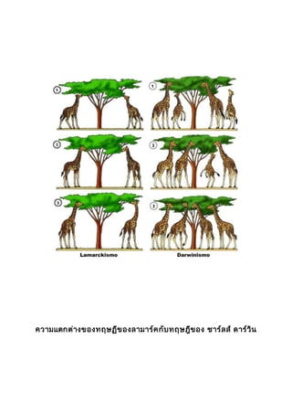 ความแตกต่างของทฤษฏีของลามาร์คกับทฤษฎีของ ชาร์ลส์ ดาร์วิน
 