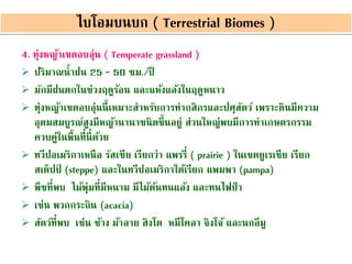 4. ทุ่งหญ้าเขตอบอุ่น ( Temperate grassland )
 ปริมาณน้าฝน 25 – 50 ซม./ปี
 มักมีฝนตกในช่วงฤดูร้อน และแห้งแล้งในฤดูหนาว
 ทุ่งหญ้าเขตอบอุ่นนี้เหมาะสาหรับการทากสิกรและปศุสัตว์ เพราะดินมีความ
อุดมสมบูรณ์สูงมีหญ้านานาชนิดขึ้นอยู่ ส่วนใหญ่พบมีการทาเกษตรกรรม
ควบคู่ในพื้นที่นี่ด้วย
 ทวีปอเมริกาเหนือ รัสเซีย เรียกว่า แพรรี่ ( prairie ) ในเขตยูเรเชีย เรียก
สเต็ปป์ (steppe) และในทวีปอเมริกาใต้เรียก แพมพา (pampa)
 พืชที่พบ ไม้พุ่มที่มีหนาม มีไม้ต้นทนแล้ง และทนไฟป่ า
 เช่น พวกกระถิน (acacia)
 สัตว์ที่พบ เช่น ช้าง ม้าลาย สิงโต หมีโคลา จิงโจ้ และนกอีมู
ไบโอมบนบก ( Terrestrial Biomes )
 